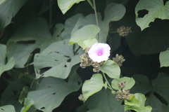 Argyreia cymosa